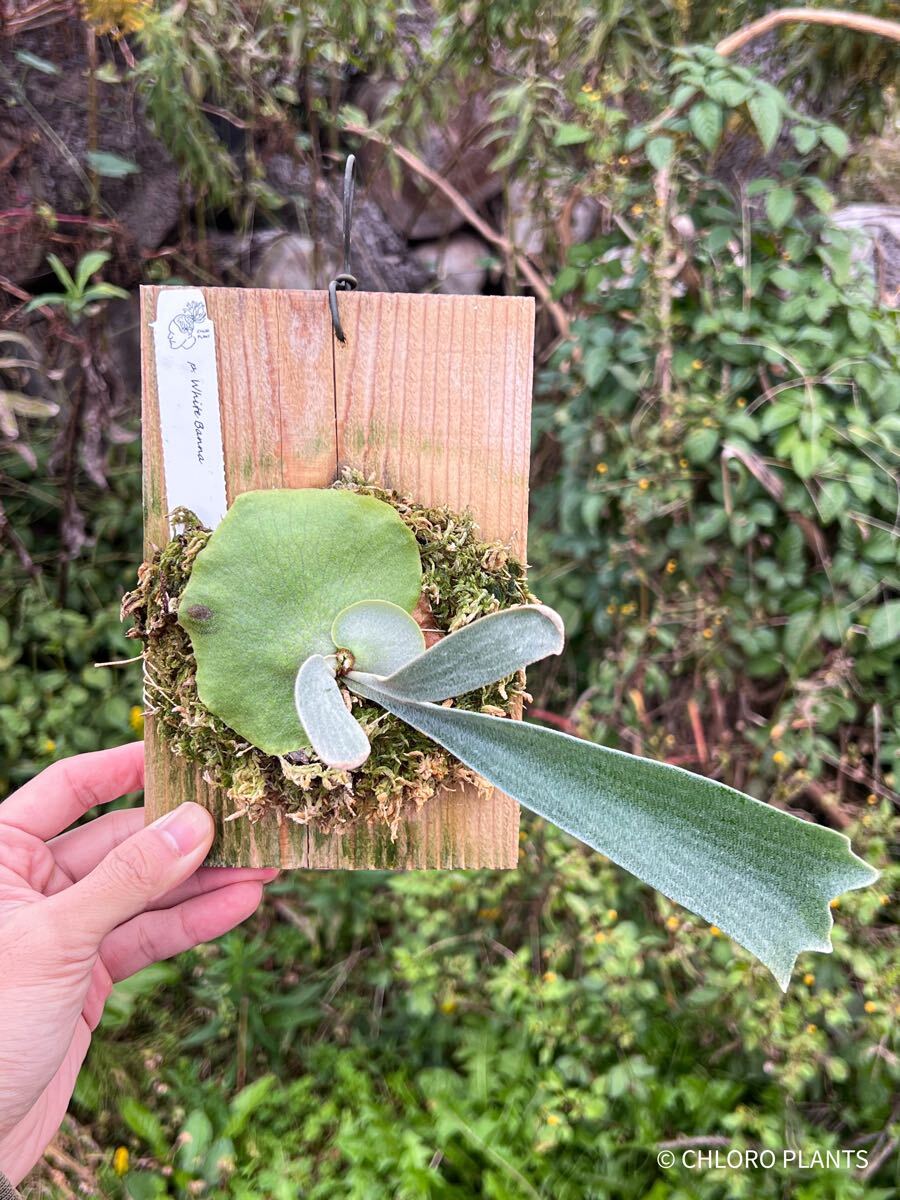 ビカクシダ Monster veitchii @CHLORO PLANTS|観葉植物 ビカクシダ Monster veitchii @CHLORO PLANTS|観葉植物