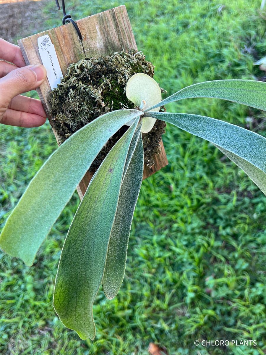ビカクシダ Monster veitchii @CHLORO PLANTS|観葉植物 ビカクシダ Monster veitchii @CHLORO PLANTS|観葉植物