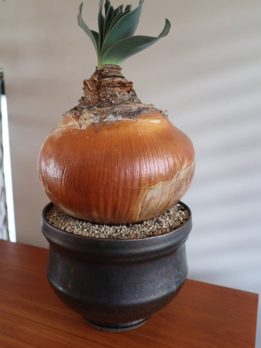 未使用品】植木鉢 作家鉢 humanity 有馬和博 silk