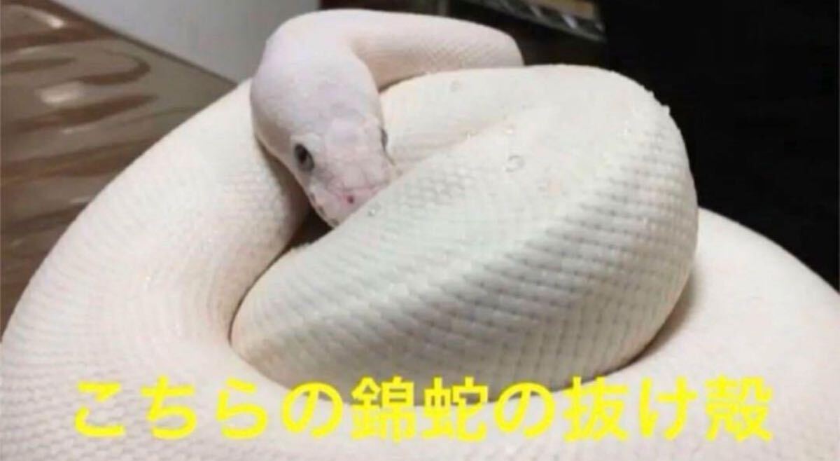 オルゴナイト 白蛇の抜け殻 開運 金運 魔除け 家内安全 オルゴナイト 白蛇の抜け殻 開運 金運 魔除け 家内安全