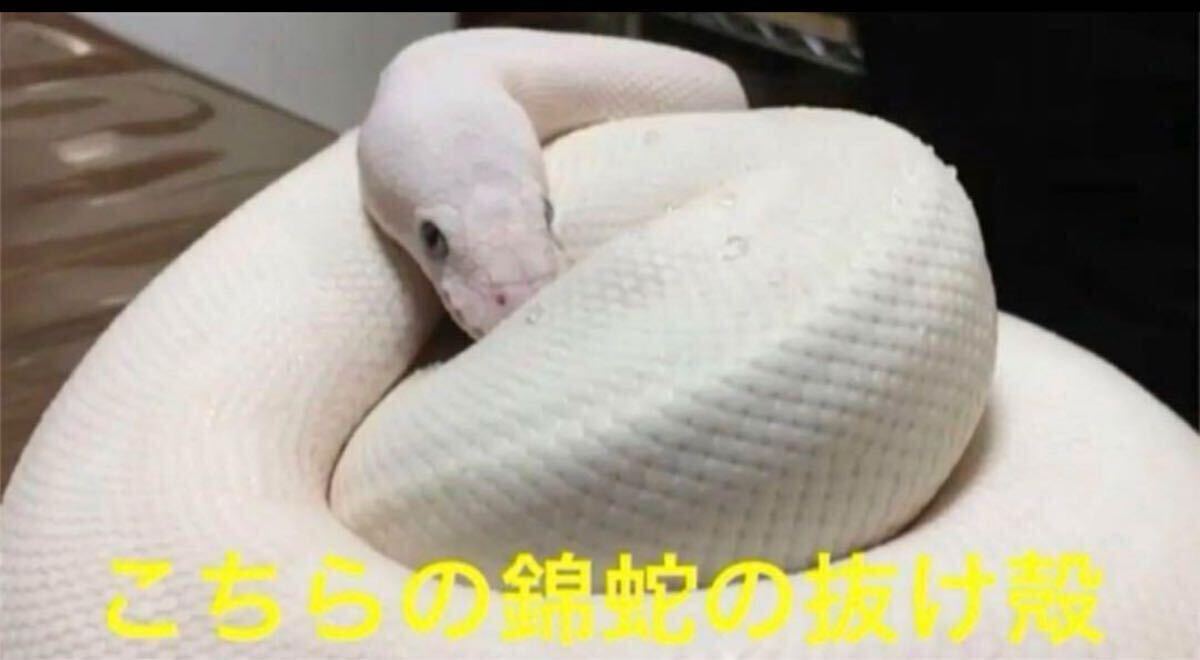 白蛇の抜け殻 蛇の抜け殻 金運 開運 魔除け|Yahoo!フリマ(旧 白蛇の抜け殻 蛇の抜け殻 金運 開運 魔除け|Yahoo!フリマ(旧