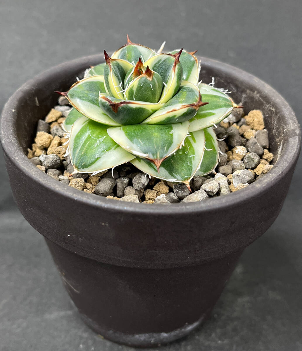 アガベ ピンキー 王妃笹の雪A型白覆輪 Agave filifera 'Pinky アガベ ピンキー 王妃笹の雪A型白覆輪 Agave filifera 'Pinky