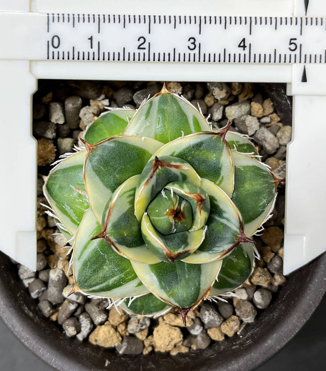 アガベ ピンキー 王妃笹の雪A型白覆輪 Agave filifera 'Pinky アガベ ピンキー 王妃笹の雪A型白覆輪 Agave filifera 'Pinky