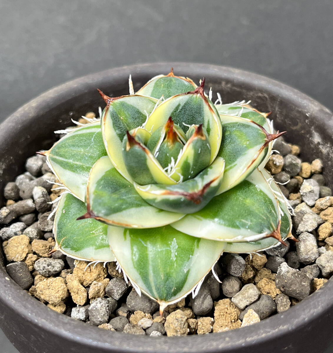 アガベ ピンキー 王妃笹の雪A型白覆輪 Agave filifera 'Pinky アガベ ピンキー 王妃笹の雪A型白覆輪 Agave filifera 'Pinky
