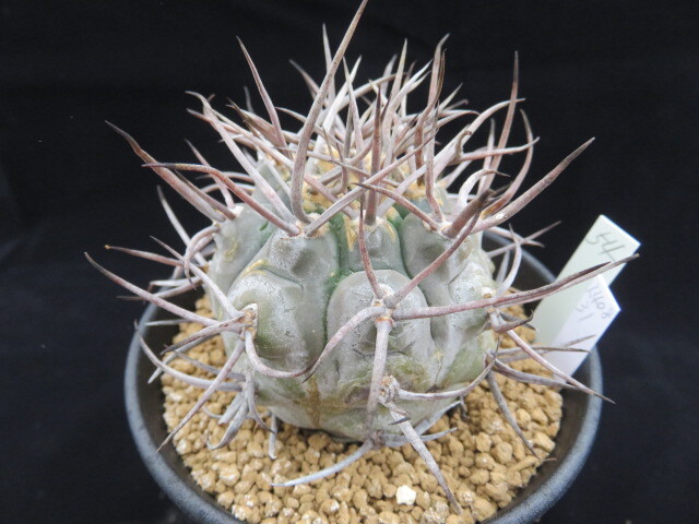 ５４．ギムノ　守金魔天竜　サボテン　多肉植物
