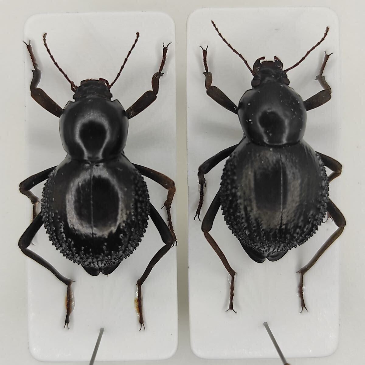 ナミビア産 ゴミムシダマシ ペア 標本 ゴミダマ 台紙貼り標本 昆虫標本