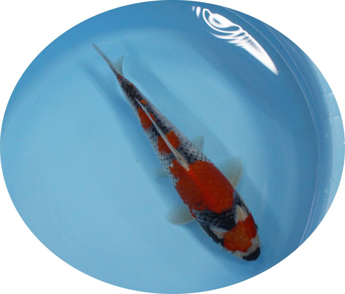 【ＫＨＦ】 錦鯉 五色 約２８Ｃｍ 青木養鯉場産（山古志）K26A