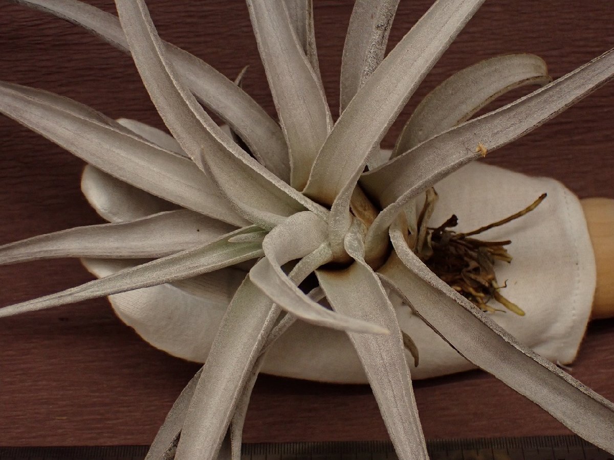 Tillandsia chiapensis Giant form multi bract チランジア・チアペンシス ジャイアントフォーム 302★エアプランツDF
