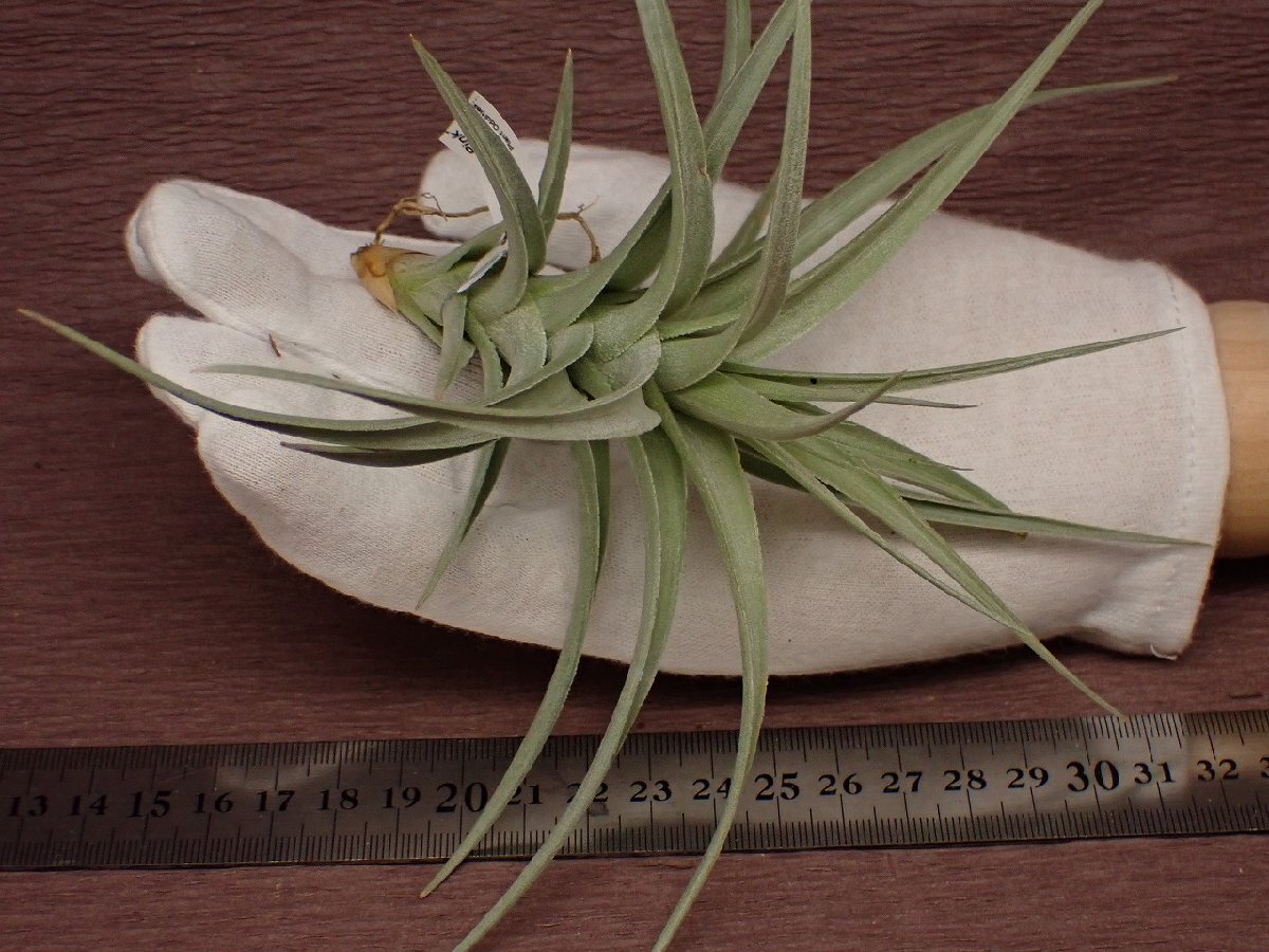 Tillandsia aeranthos 'The Pink' チランジア・アエラントス ザピンク 046★エアプランツTI