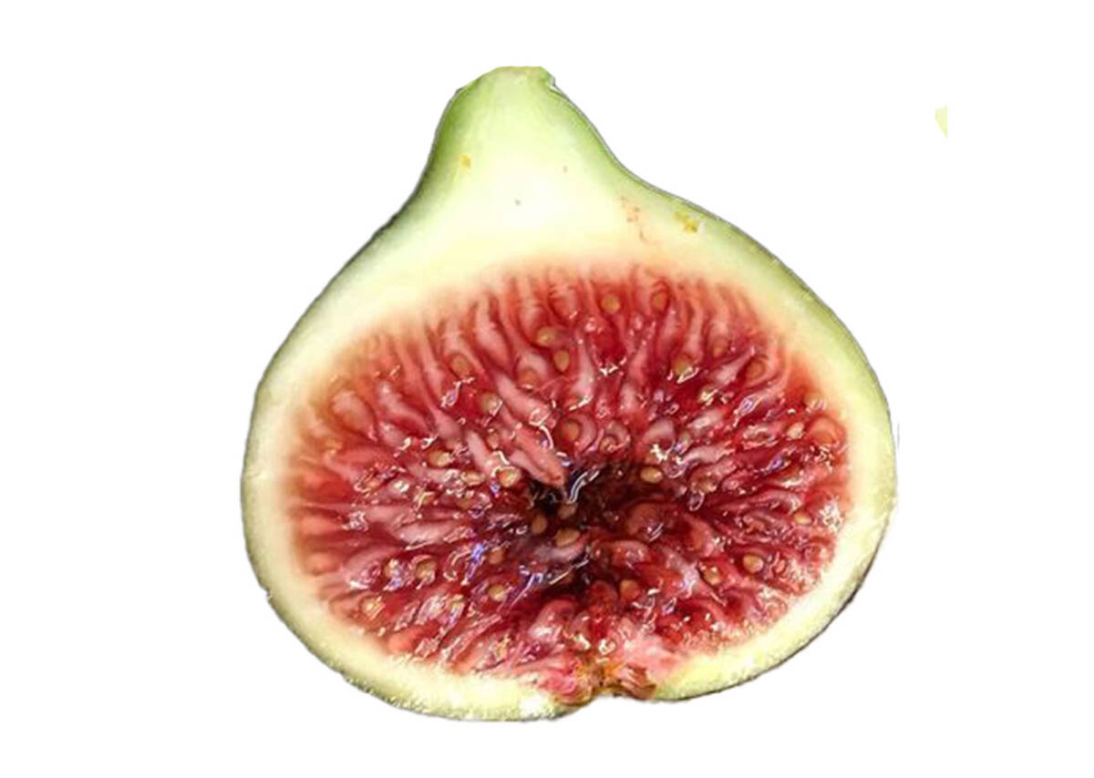 イチジク穂木 Black Madeira JFE穂木 イチジク穂木 いちじく穂木