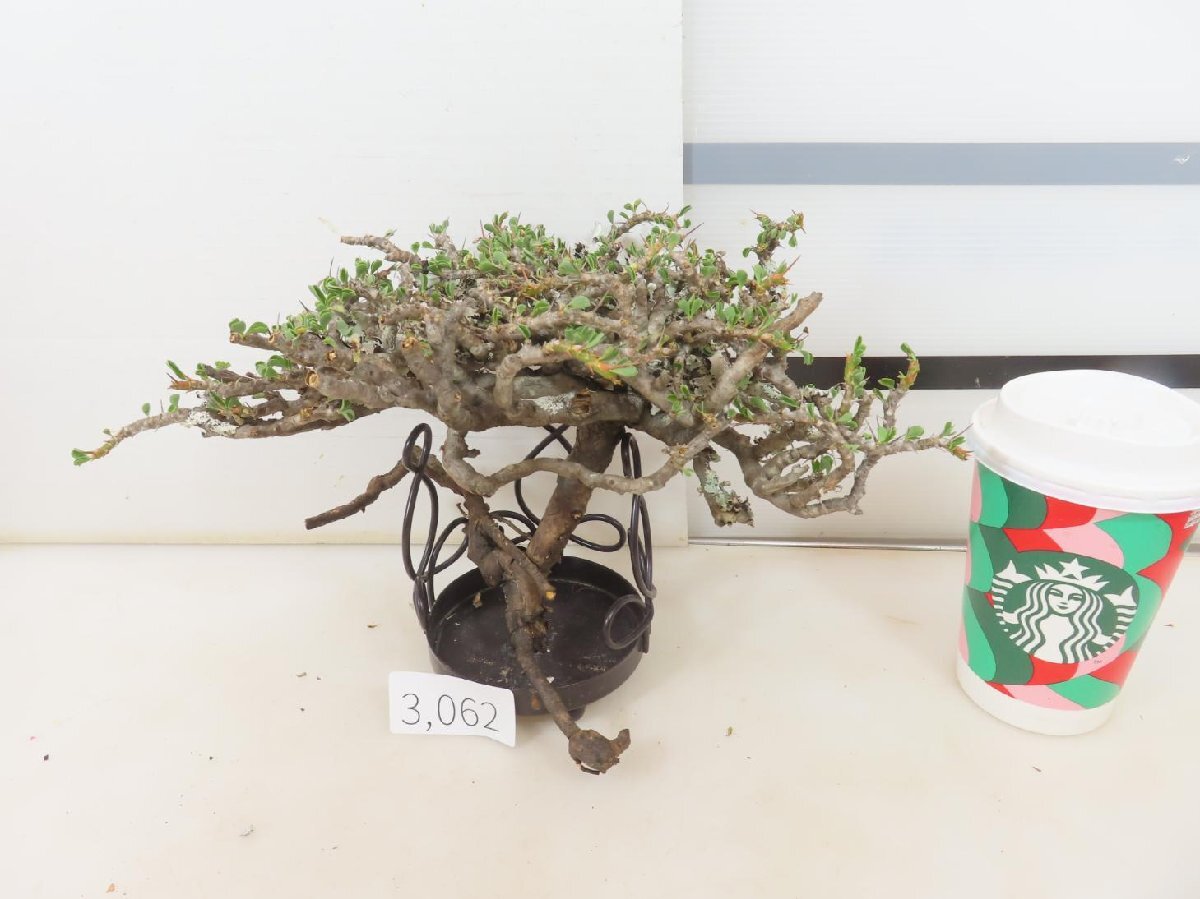3062 「多肉植物」サルコカウロン バンデリエティアエ 抜き苗【11/22最新到着・Sarcocaulon vanderietiae・塊根植物・葉落ちします】