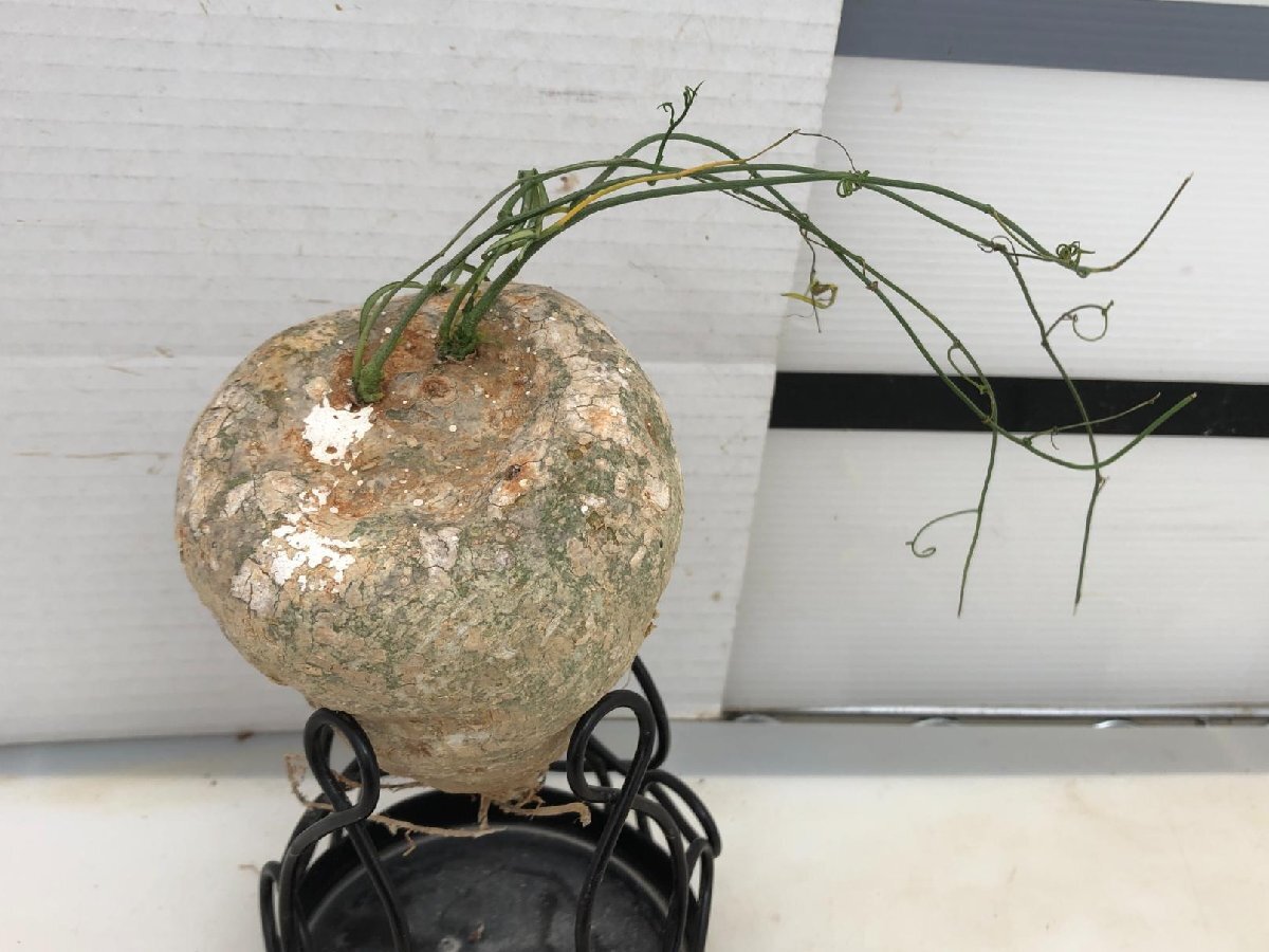 4772 「塊根植物」アデニア キルキー 　抜き苗【最新到着・Adenia kirkii・多肉植物】