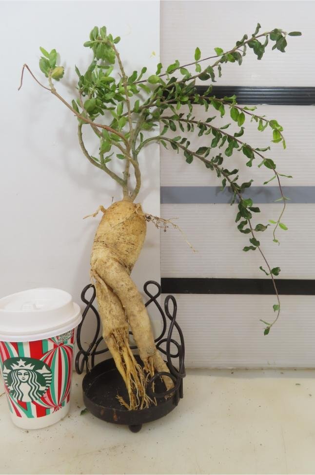 5115 「実生」フォッケア クリスパ 抜き苗【畑地植え株・多肉植物・発根・Fockea capensis・crispa】