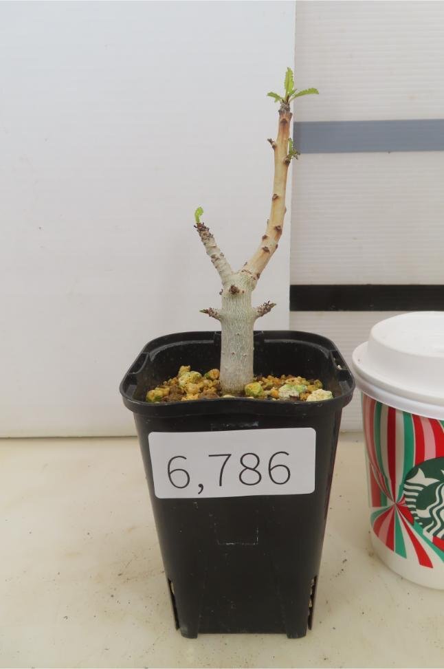 6786 「塊根植物」ボスウェリア　ナナ 植え【発根開始・Boswellia nana・希少・多肉植物】