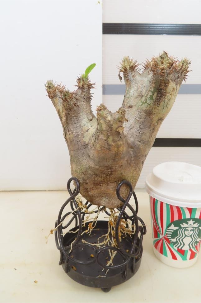 8423 「塊根植物」パキポディウム エニグマティクム 抜き苗【畑地植え株・発根・Pachypodium enigmaticum・多肉植物】