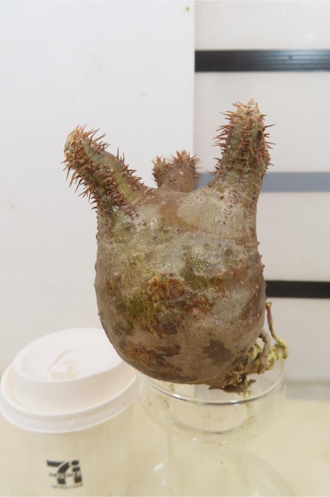 4976 「塊根植物」パキポディウム グラキリス　S　抜き苗【11/27最新到着・gracilius・根切確認済・マダガスカル】