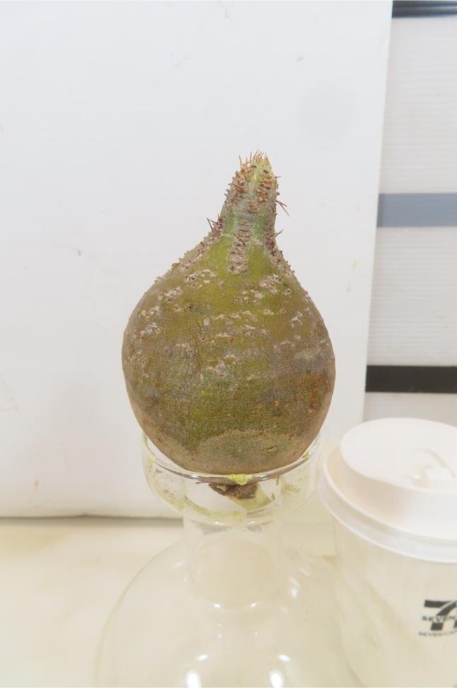 4927 「塊根植物」パキポディウム グラキリスS　抜き苗【11/27最新到着・gracilius・根切確認済・マダガスカル】