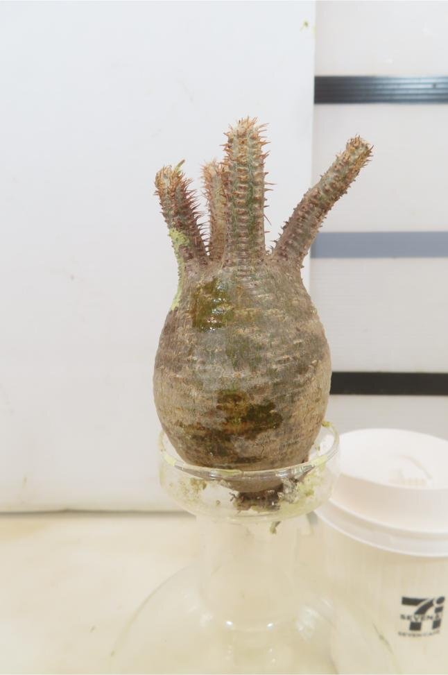 4939 「塊根植物」パキポディウム グラキリスS　抜き苗【11/27最新到着・gracilius・根切確認済・マダガスカル】