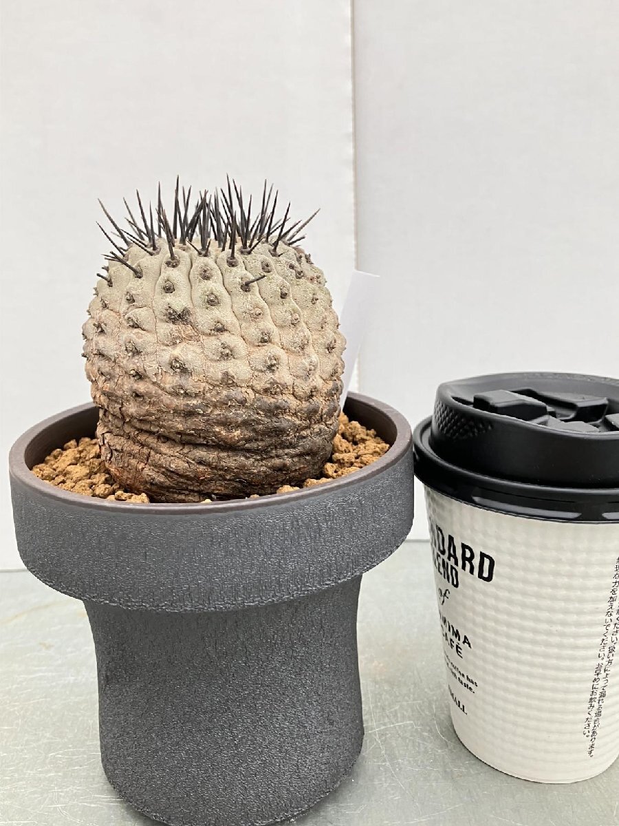 5511 「サボテン」コピアポア コルムナアルバ 植え【発根開始・多肉植物・Copiapoa columna-alba・希少株・美株】