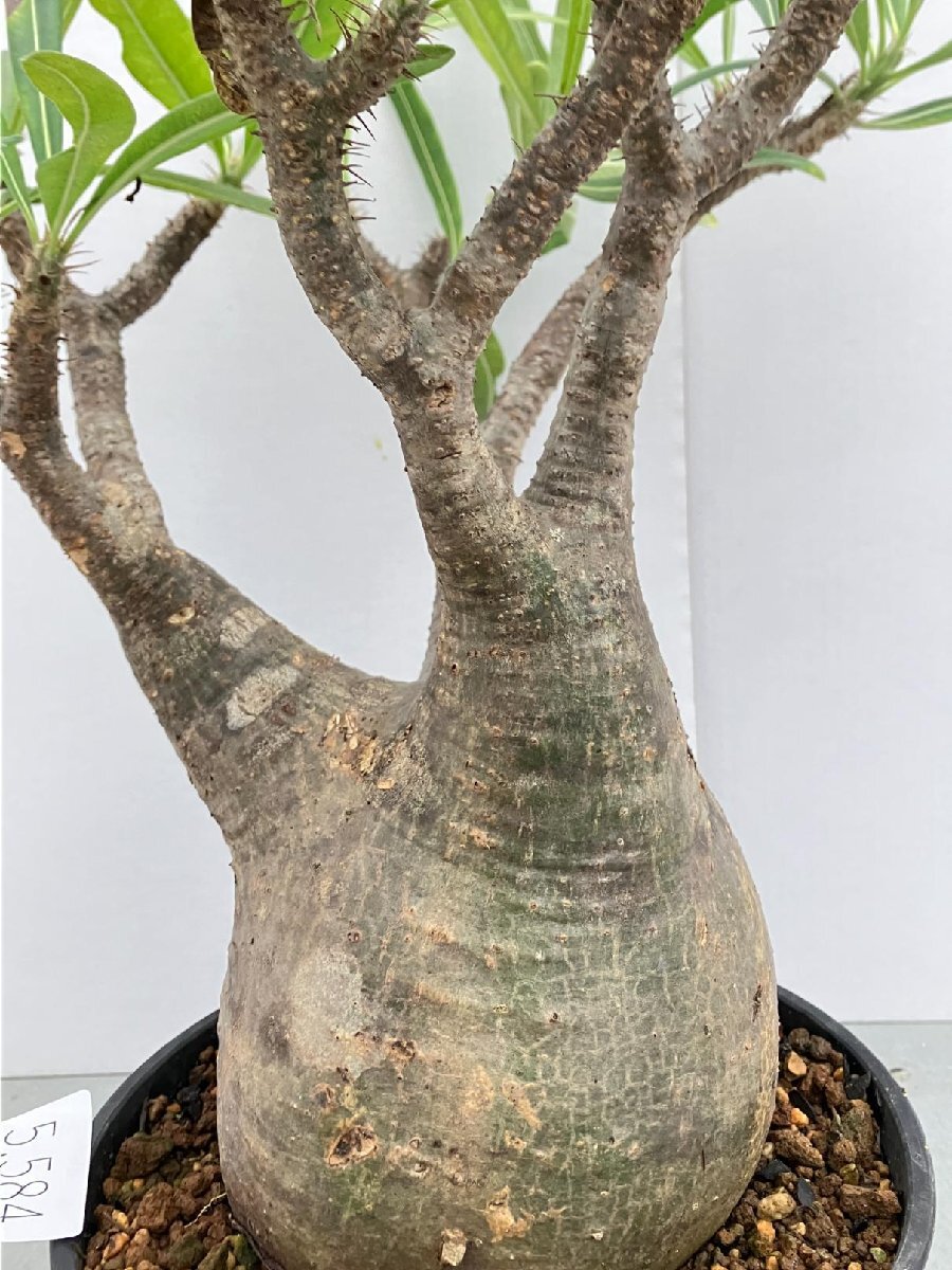 5584 「塊根植物」パキポディウム グラキリスML-L 植え【発根
