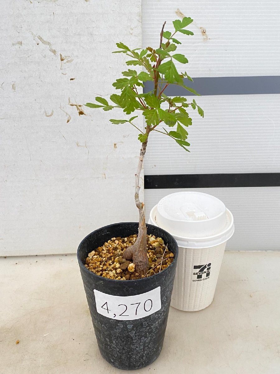 4270 「塊根植物」パキコルムス ディスカラー 植え【発根・多肉植物・Pachycormus discolor・象の木・葉落ちします】