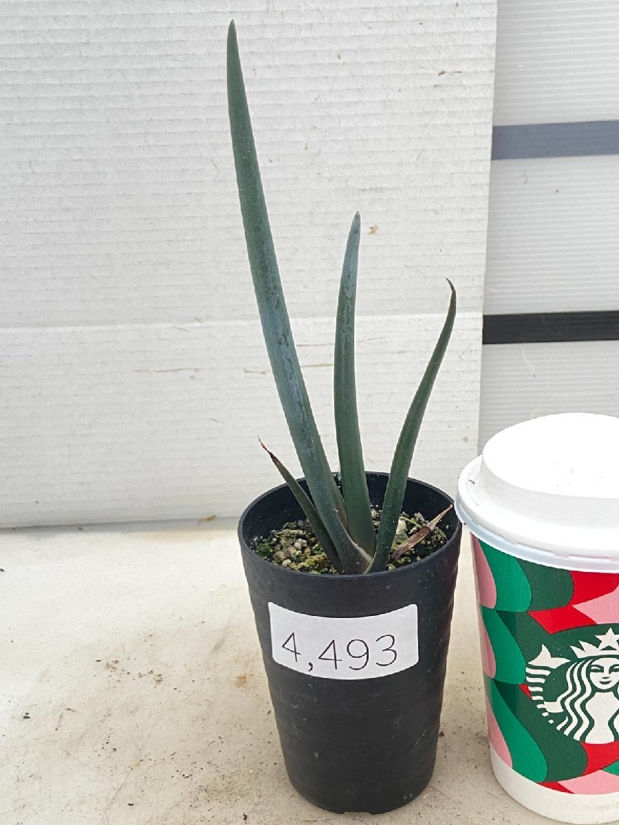 4493 「実生株】アロエ スザンナエ【種から発芽！・成長順調厳選株・Aloe・多肉植物】