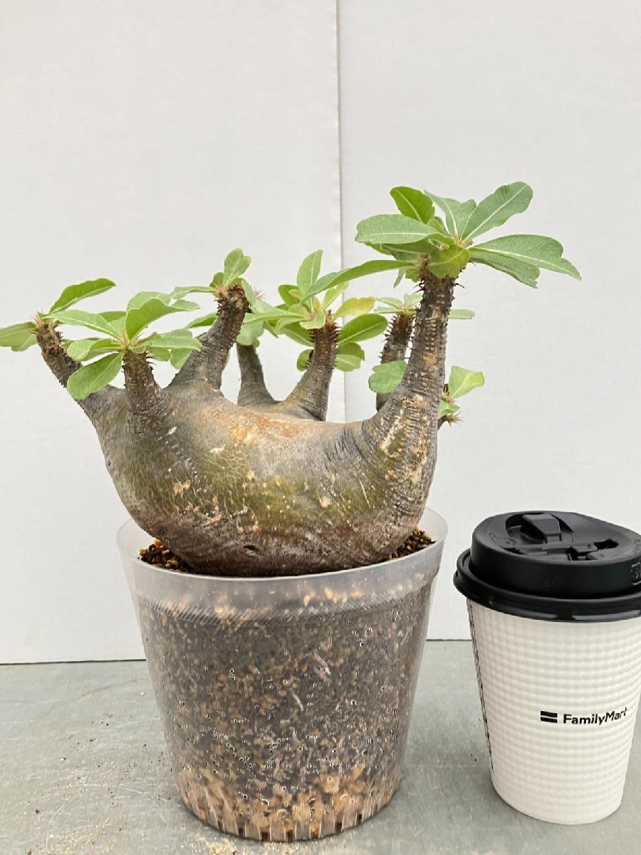 5525 「塊根植物」パキポディウム マカイエンセ 植え【発根・Pachypodium・マダガスカル】