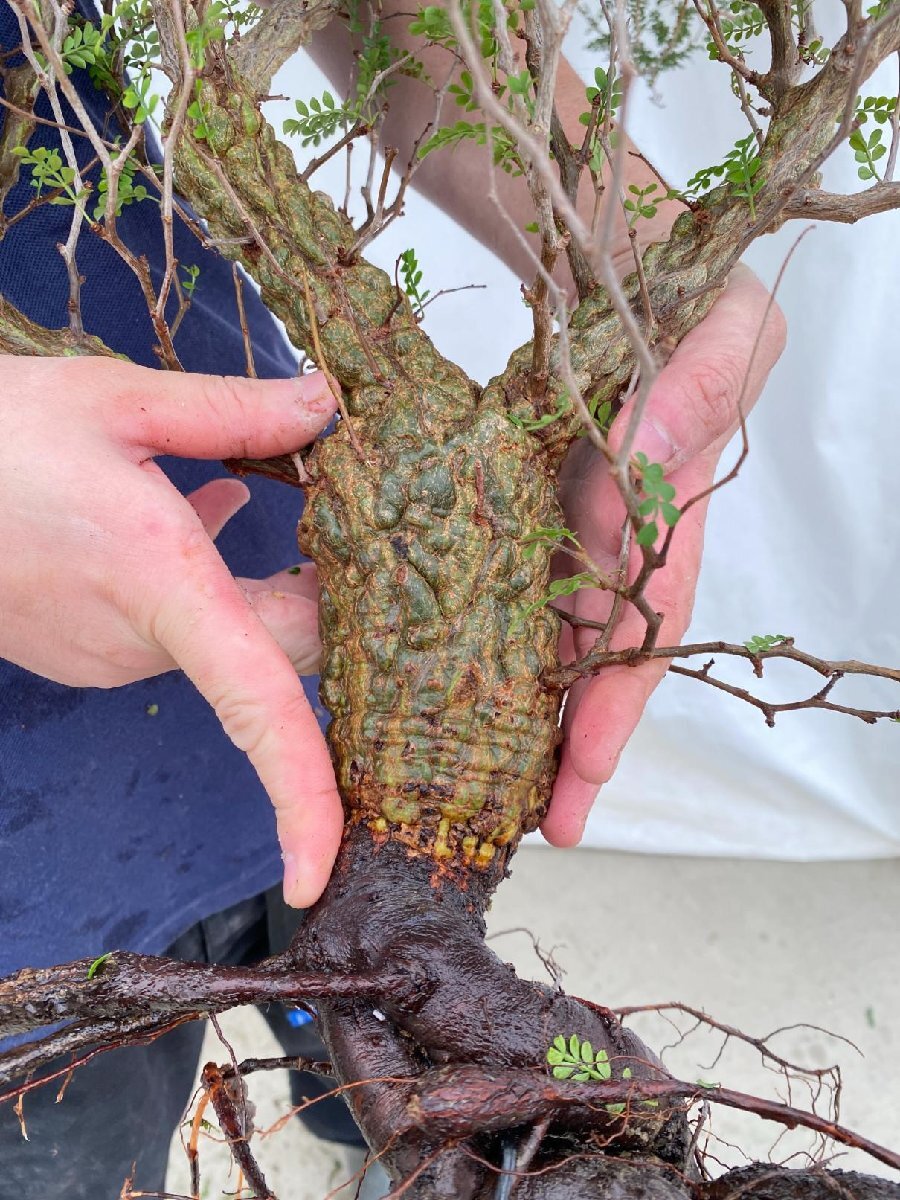 多肉植物　オペルクリカリア　パキプス　実生苗 Operculicarya pachypus オペルクリカリア パキプス 多肉植物