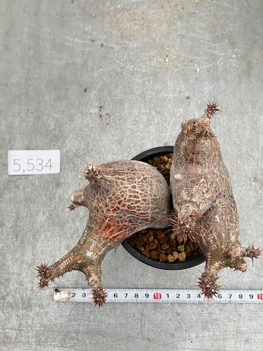 5534 「塊根植物」パキポディウム グラキリス多頭 植え【発根