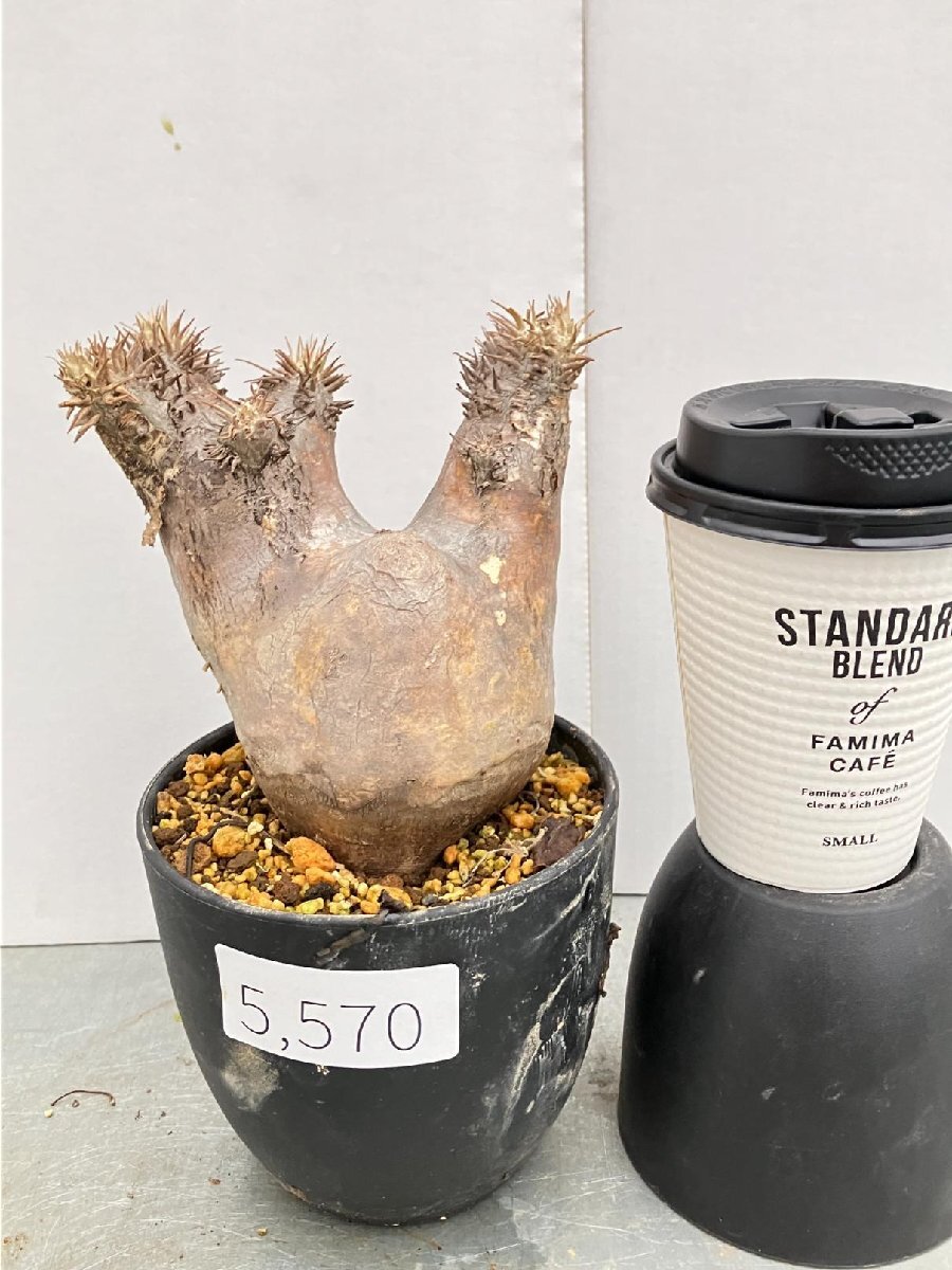 5570 「塊根植物」パキポディウム エニグマティクム 　植え【発根・Pachypodium enigmaticum・多肉植物】