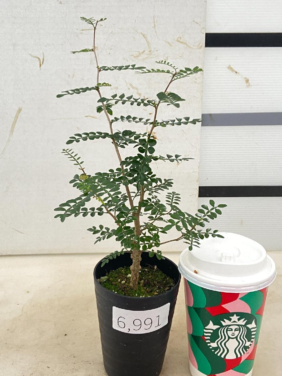 6991 「実生株」オペルクリカリア パキプス 植え【種から発芽！・発根・O.pachypus・塊根植物・葉落ちする】