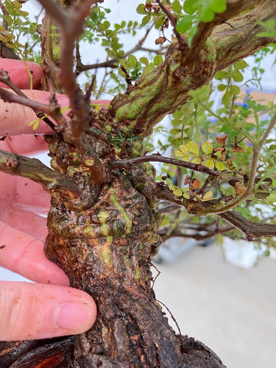 9537 「実生」オペルクリカリア パキプス XL 抜き苗【畑地植え株・O.pachypus・塊根植物・葉落ちする】