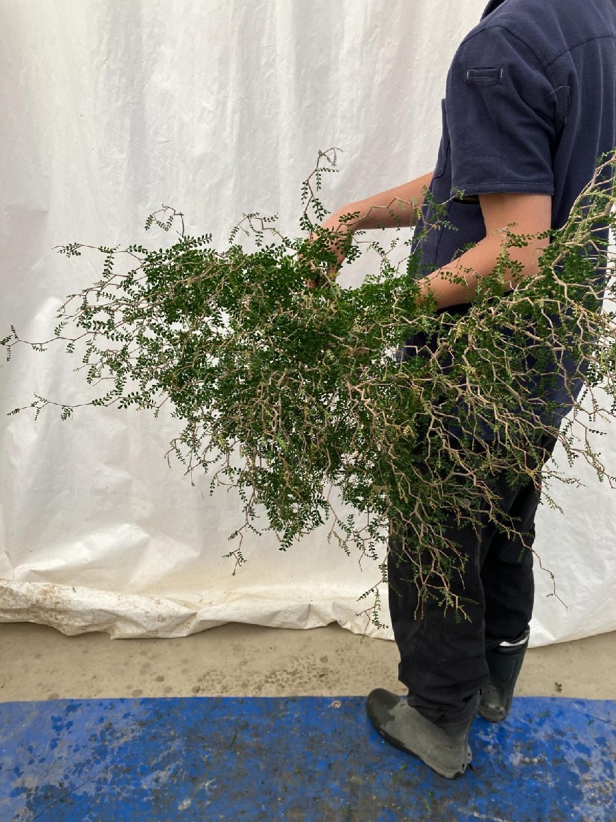 9546 「実生」オペルクリカリア パキプス XL 抜き苗【畑地植え株