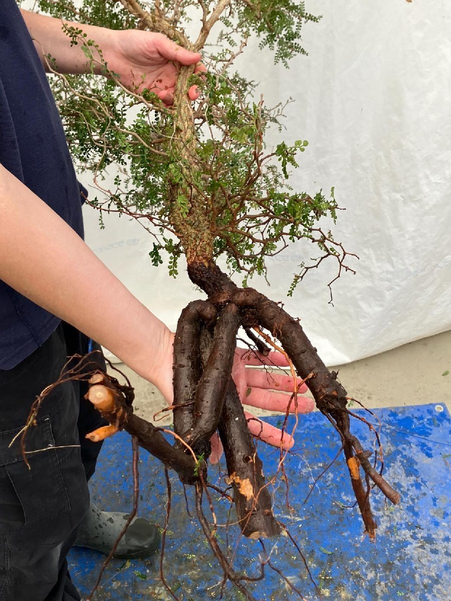 多肉植物　オペルクリカリア　パキプス　実生苗 Operculicarya pachypus オペルクリカリア パキプス 多肉植物