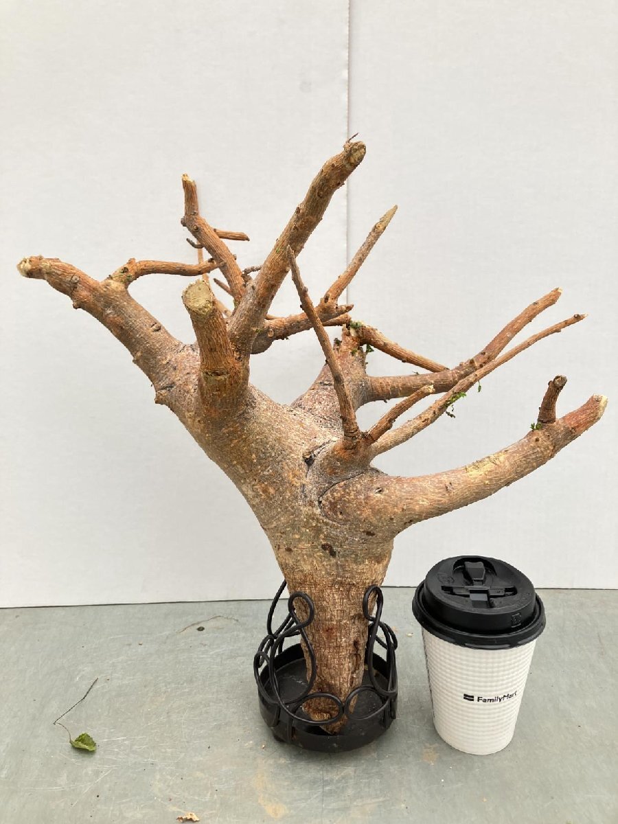 3229 「塊根植物」コミフォラ サクシコラ 抜き苗【11/22最新到着・コンミフォラ・Commiphora saxicola・多肉植物・葉落ちします】