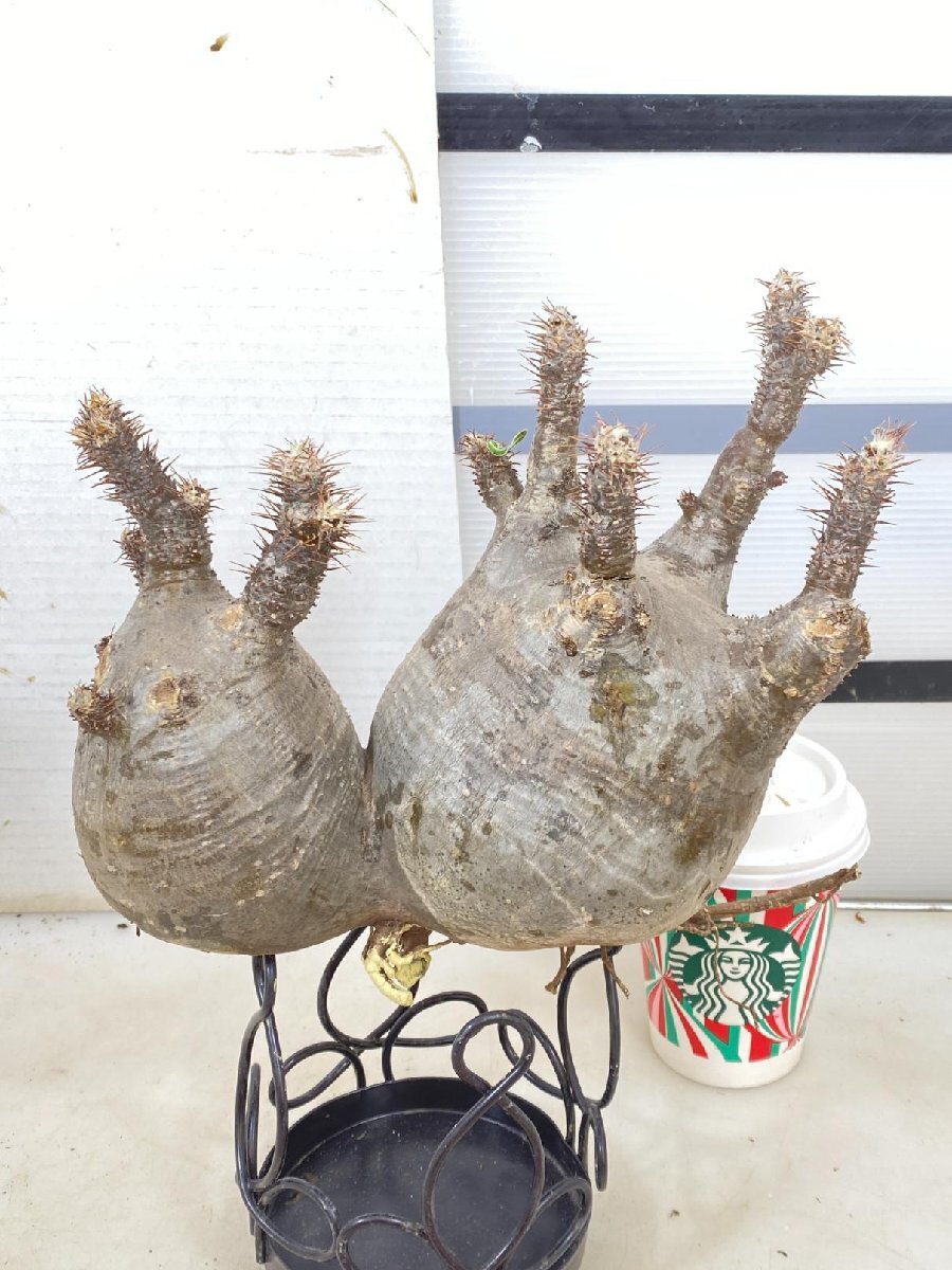 金属製ホーロー　準急サボ　名 金属製ホーロー 準急サボ 名 2025年最新】愛称板 ホーローの人気