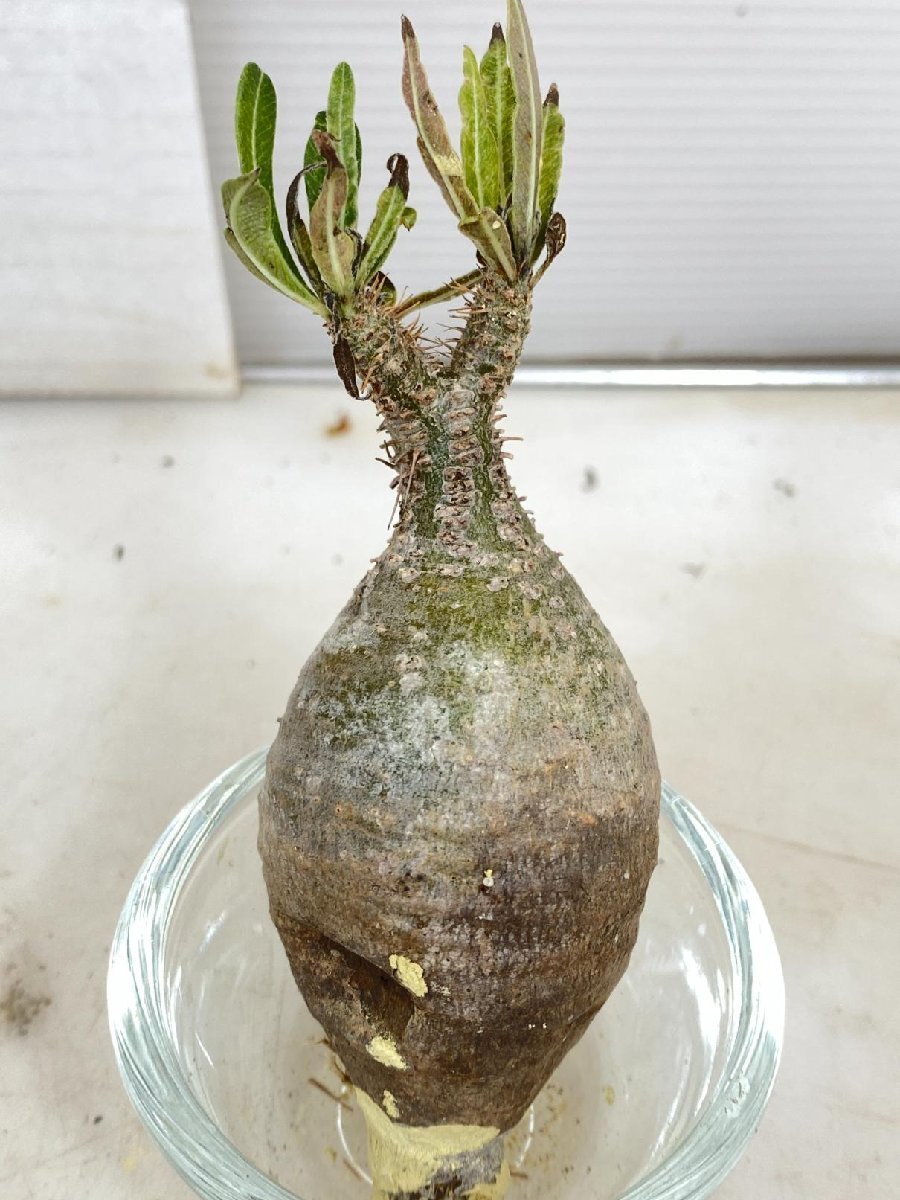 5234 「塊根植物」パキポディウム グラキリス　S　抜き苗【11/27最新到着・gracilius・根切確認済・マダガスカル・人気のチビグラキ】