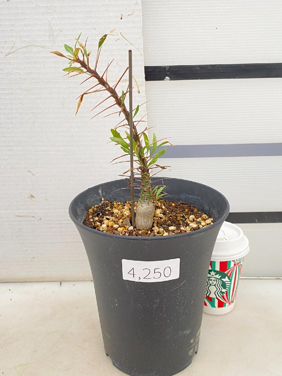 4250 「実生」フォークイエリア プルプシー大【塊根植物・Fouquieria purpusii・葉落ちする】