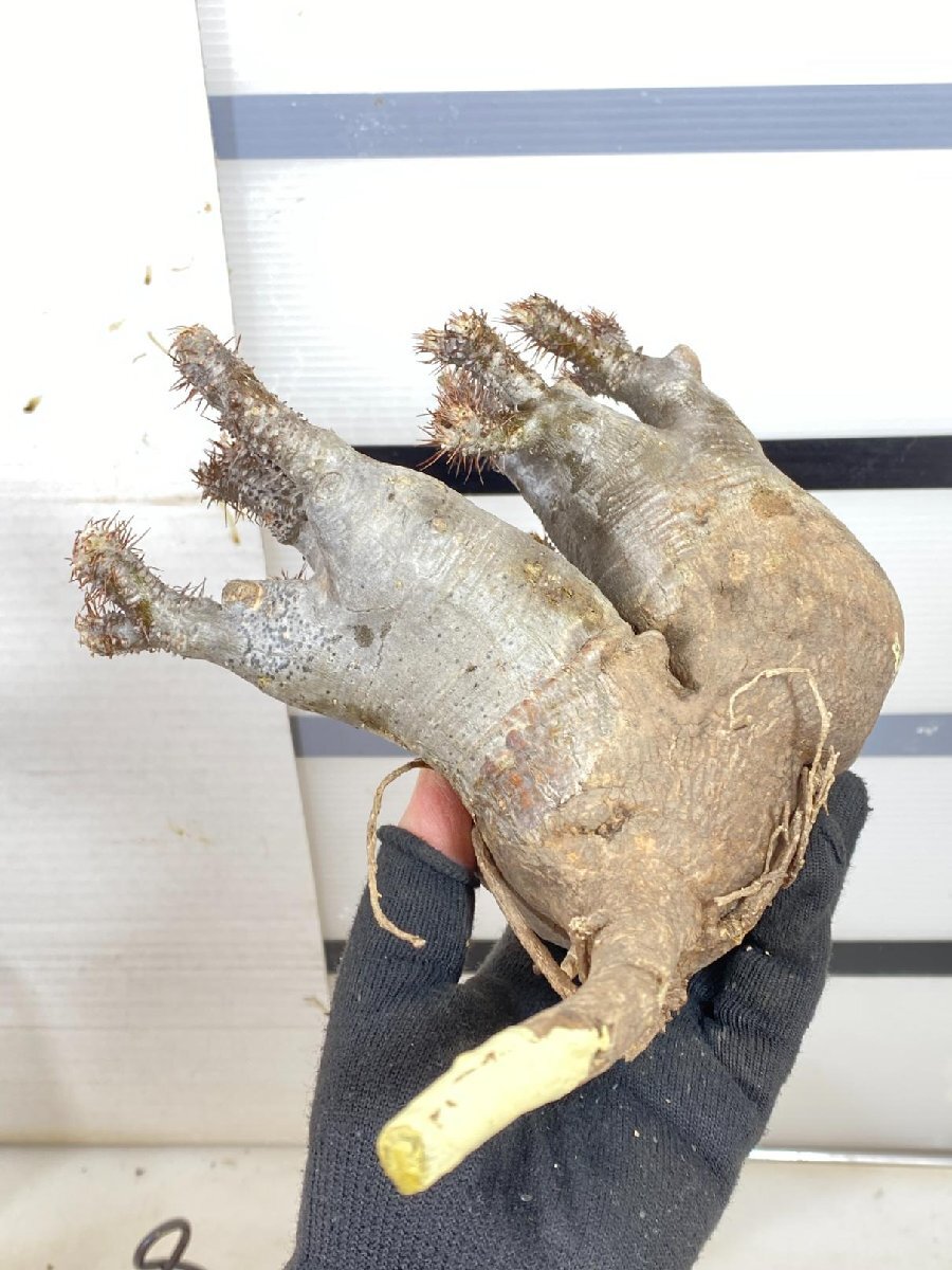 マ*ツ様 多幹塊根植物 パキポディウムグラキリス パキポディウム・グラキリス no.2/盆栽、多肉植物、塊根植物