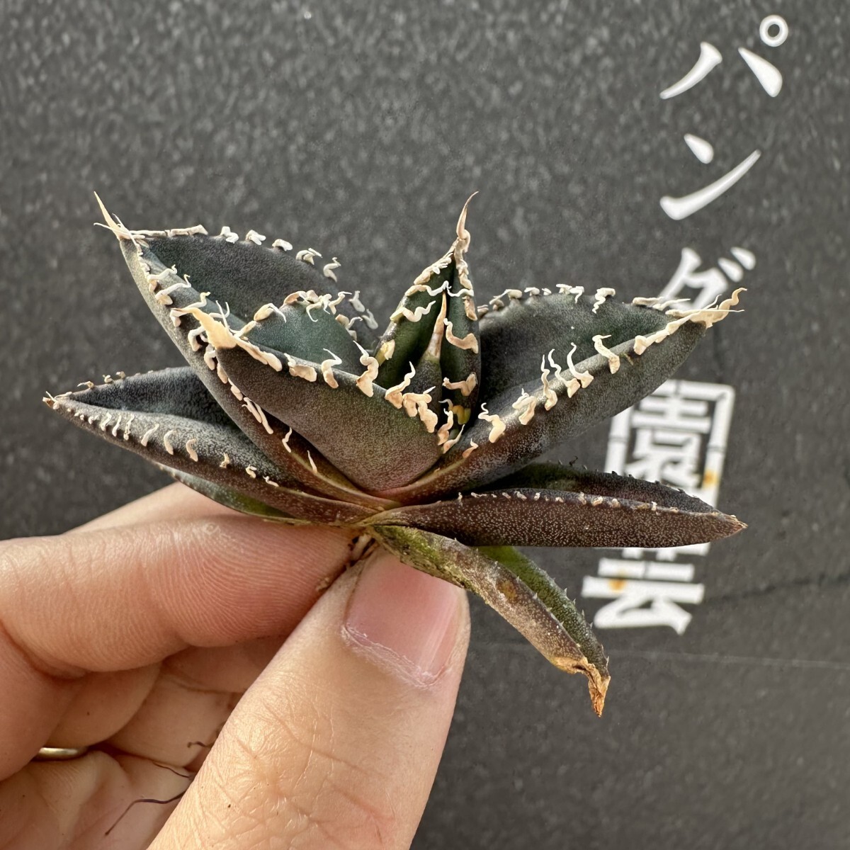 G22【パンダ園芸】 アガベ チタノタ 眼鏡蛇コブラ 特選 希少 G22【パンダ園芸】 アガベ チタノタ 眼鏡蛇コブラ 特選 希少