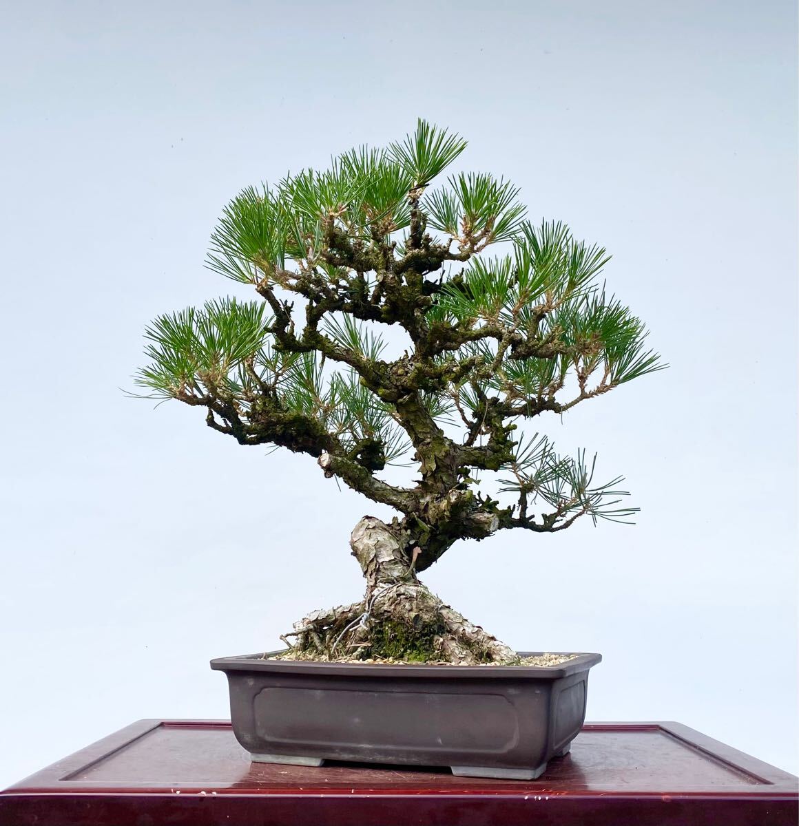 白木盆栽園 四国黒松 樹高52センチ 盆栽黒松赤松五葉松真柏雑木趣味