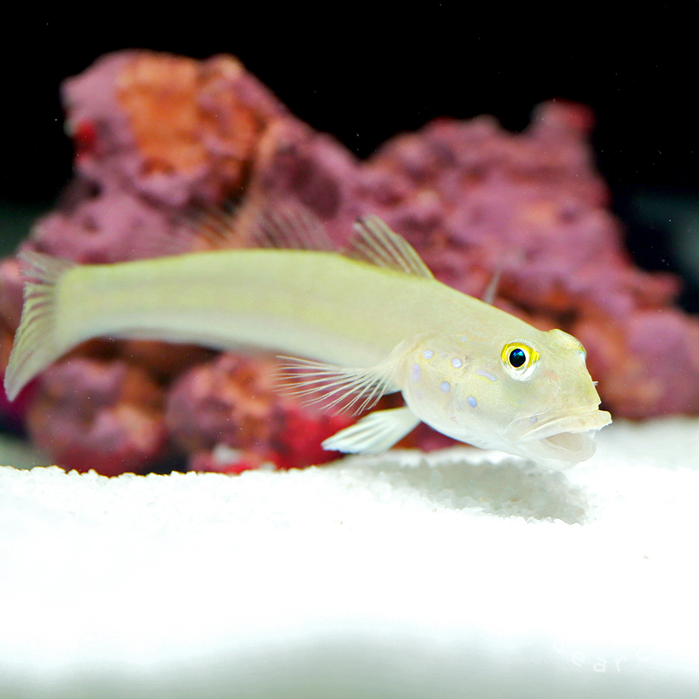 【3匹セット】ミズタマハゼ 約4～7cm