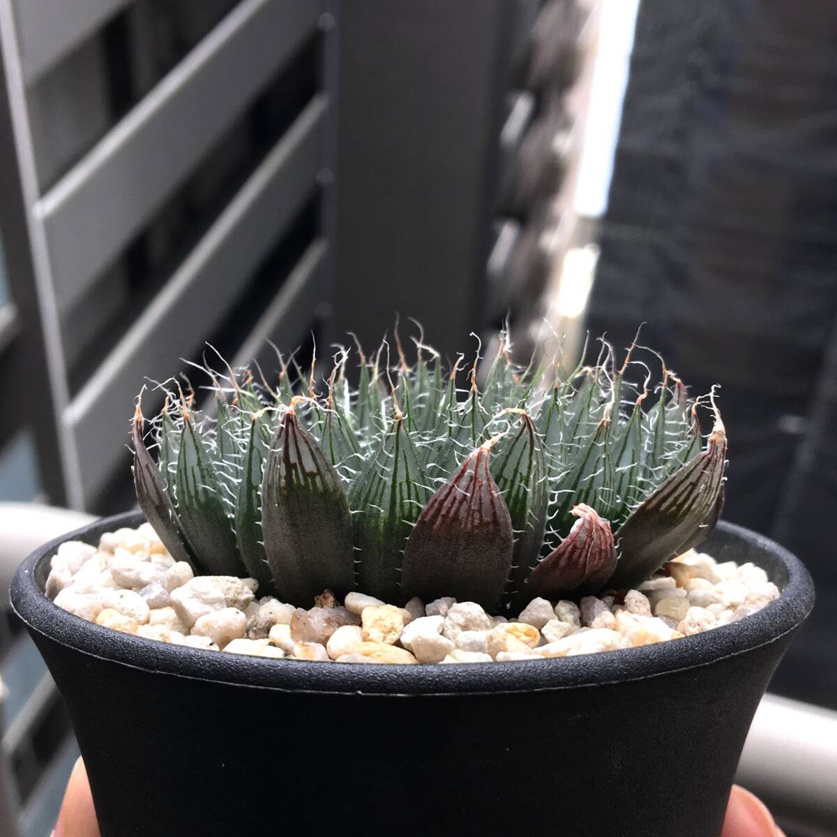 【原種】 ハオルチア アクエア　H. aquea n.n.， IB12476， N of Watertown Dam　多肉植物