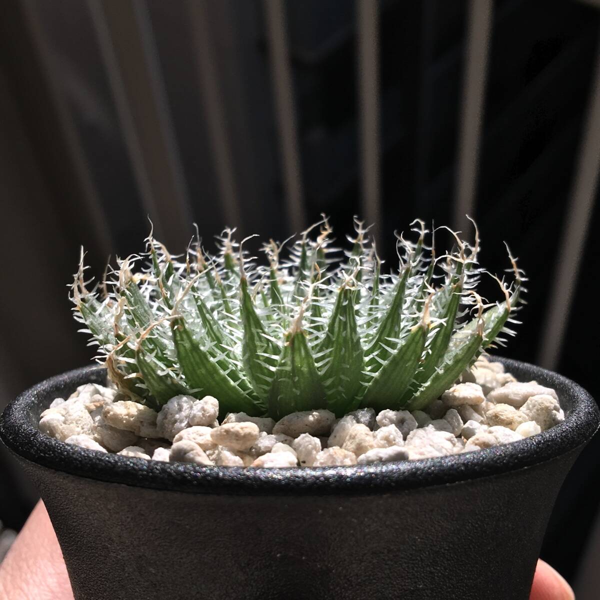 【原種】 ハオルチア ジャンセンビレンシス　H. jansenvillensis， IB06996， just N of Jansenville　多肉植物