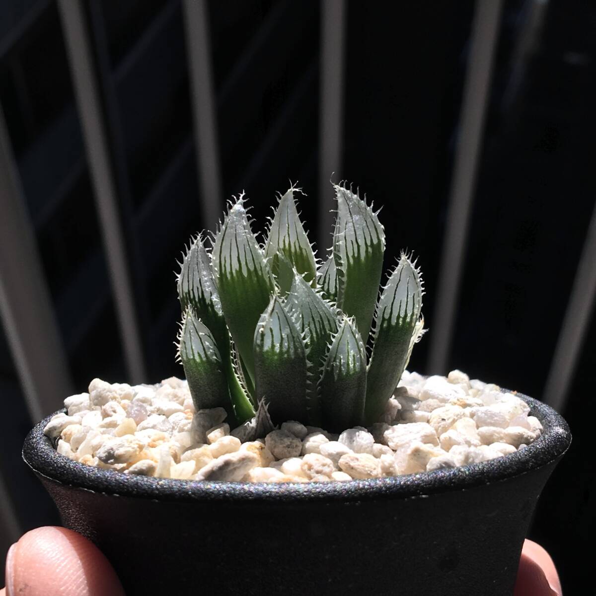 【原種】 ハオルチア サリナ　H. salina， IB08509， The Downs， N2 S of Coega　多肉植物