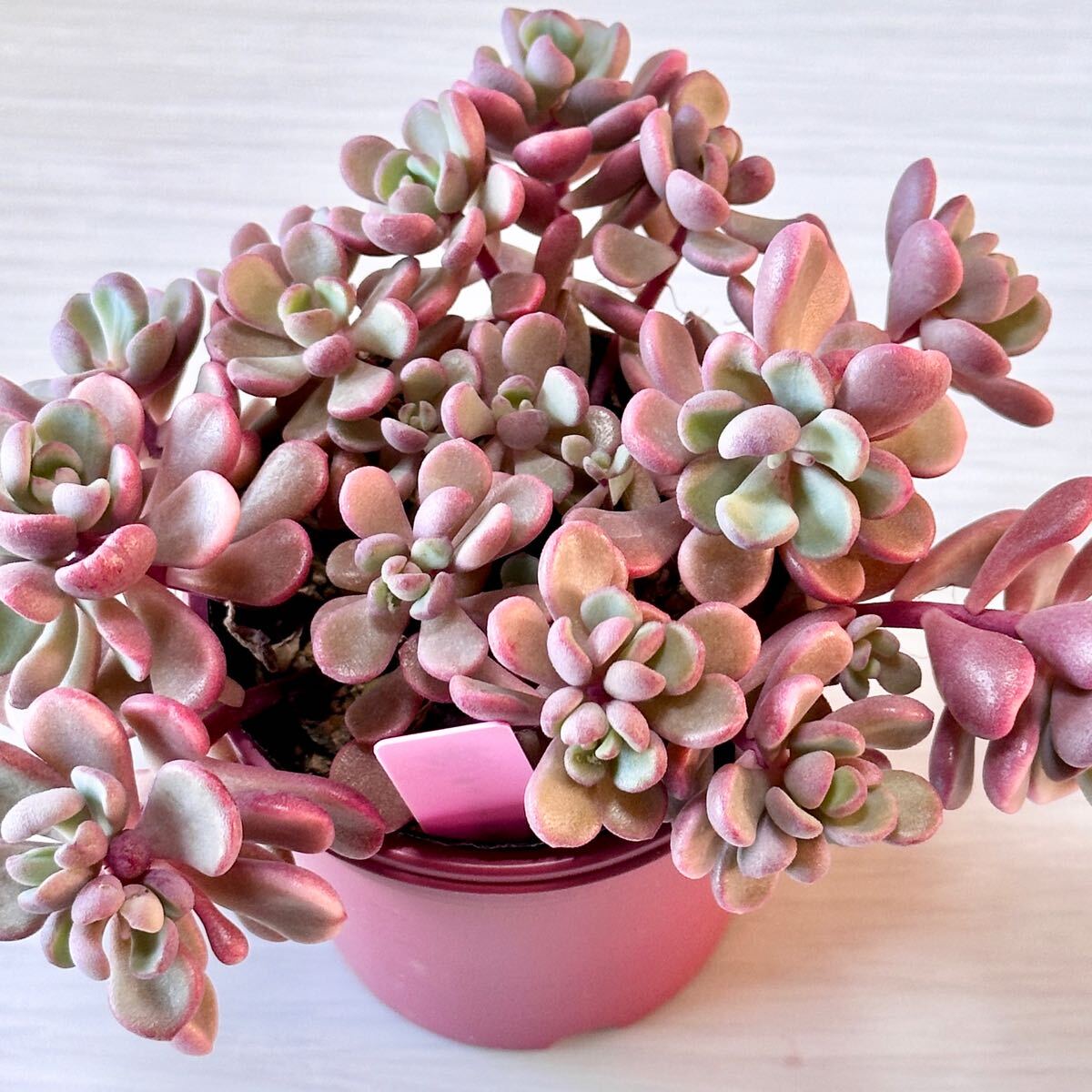 大きめ❤️チェリーボンボン❤️ ぼのぽの Bono 多肉 抜き苗