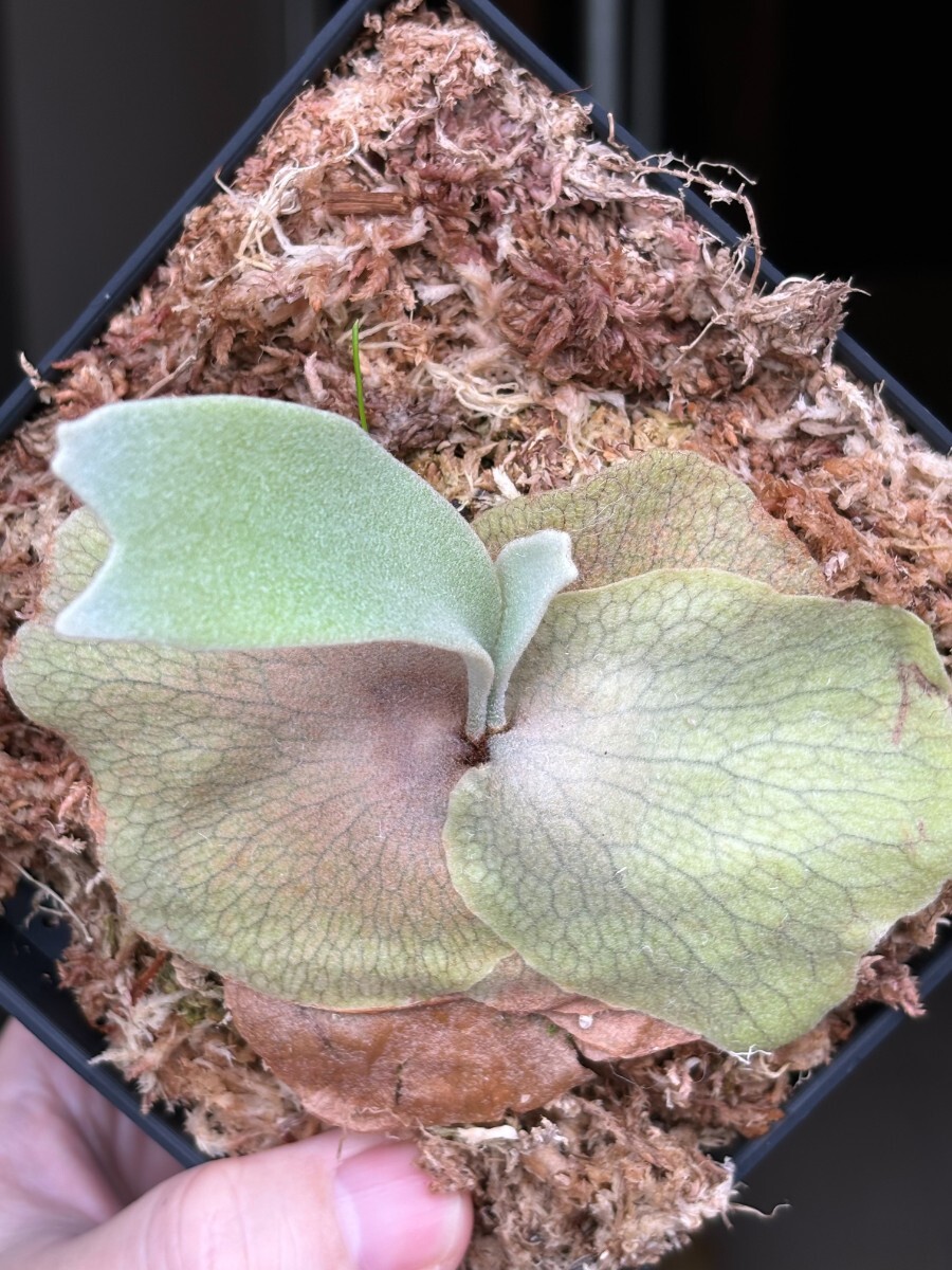 C29 OC P.Willinckii tuckii #1 OC pup 株分け 子株|ビカクシダ C29 OC P.Willinckii tuckii #1 OC pup 株分け 子株|ビカクシダ
