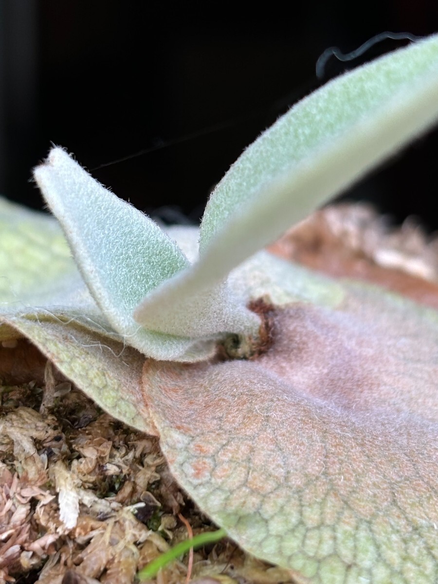 C29 OC P.Willinckii tuckii #1 OC pup 株分け 子株|ビカクシダ C29 OC P.Willinckii tuckii #1 OC pup 株分け 子株|ビカクシダ