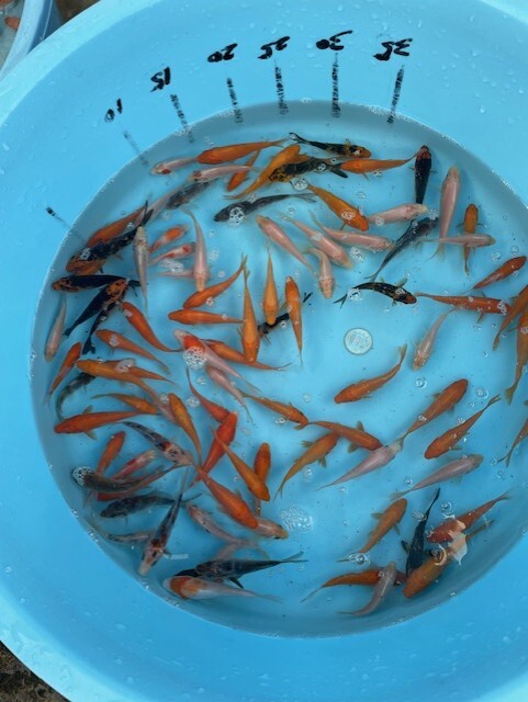 特価78☆錦鯉稚魚☆鯉仔 5~10cm 1Kg 100匹前後(大型魚、爬虫類の生餌 餌鯉 金魚すくい 子赤の代用)【松尾養魚場】生産者直送(錦鯉)|売買されたオークション情報、Yahoo!オークション(旧ヤフオク!) の商品情報をアーカイブ公開 - オークファン(aucfan.com) 特価78☆錦鯉稚魚☆鯉仔 5~10cm 1Kg 100匹前後(大型魚、爬虫類の生餌 餌鯉 金魚すくい 子赤の代用)【松尾養魚場】生産者直送(錦鯉)|売買されたオークション情報、Yahoo!オークション(旧ヤフオク!) の商品情報をアーカイブ公開 - オークファン(aucfan.com)