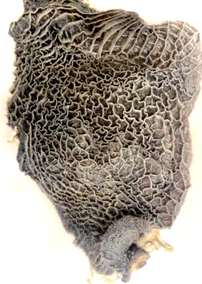 20kg 国産牛ハチノス　（生） 10kg×2箱セット！^_^/バルク！　牛胃袋　蜂の巣　20kg
